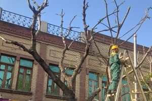 واحد سیمامنظر شهرداری منطقه ۸ خبر داد: هرس درختان محدوده مرکزی شهر با رعایت اصول ایمنی