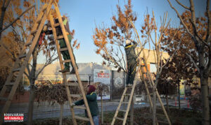 جوان‌سازی و اندودکاری ۷ هزار و ۱۵۵ اصله درخت در حوزه استحفاظی شهرداری منطقه ۹