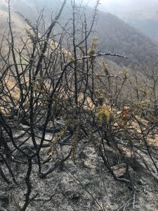 در قلب دیزمار سوخته؛ روایت سوگ زمین و استقامت انسان