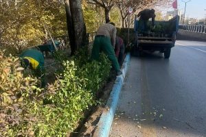 کاشت ردیفی ۲ هزار درختچه شمشاد در بلوار چایکنار تبریز