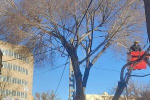 تداوم هرس و جوان‌سازی درختان در محدوده مرکزی شهر