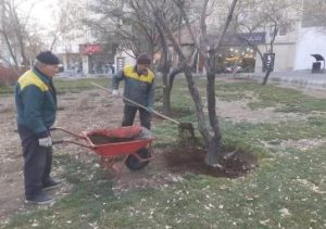 کند و کوب پای درختان در معابر اصلی منطقه ۲