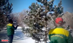 تداوم برف‌تکانی درختان منطقه ۹ برای جلوگیری از شکستگی شاخه‌ها