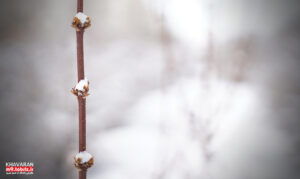 گزارش تصویری/ زمستانی ساده و تماشایی