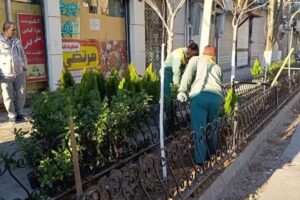 آغاز کاشت درخت و ارقام ردیفی در باغچه‌های پیاده‌راه تربیت غربی (بالا تربیت)