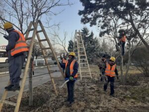 آغاز مجدد فعالیت اکیپ‌های هرس فضای سبز در منطقه ۷ تبریز