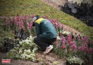 آغاز گلکاری ۶ هزار مترمربع از فضاهای سبز منطقه ۹ تبریز برای استقبال از نوروز از هفته دوم اسفند