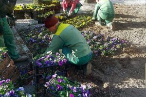 آغاز کاشت ۲۵۰ هزار بوته گل بهاره در منطقه تاریخی–فرهنگی تبریز