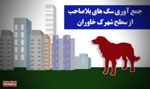 زنده‌گیری ماهانه بیش از ۳۰ قلاده سگ با روش‌های ایمن