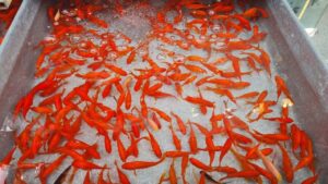 ماهی قرمز هفت‌سین را در طبیعت رها نکنید