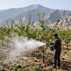 راهکارهای پیشگیری و مقابله با سرمازدگی باغات آذربایجان شرقی