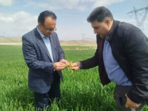 لزوم پایش مستمر مزارع برای جلوگیری از خسارت