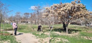 توسعه فضای سبز غرب تبریز با اجرای عملیات سم‌پاشی، کوددهی و بوته‌کاری بهاره