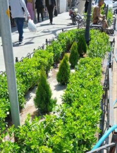 کاشت یکصد اصله کاج کامیس در باغچه‌های پیاده‌راه تربیت