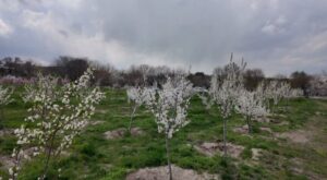 سه باغ میوه در منطقه ۷ تبریز در آستانه بهره‌برداری