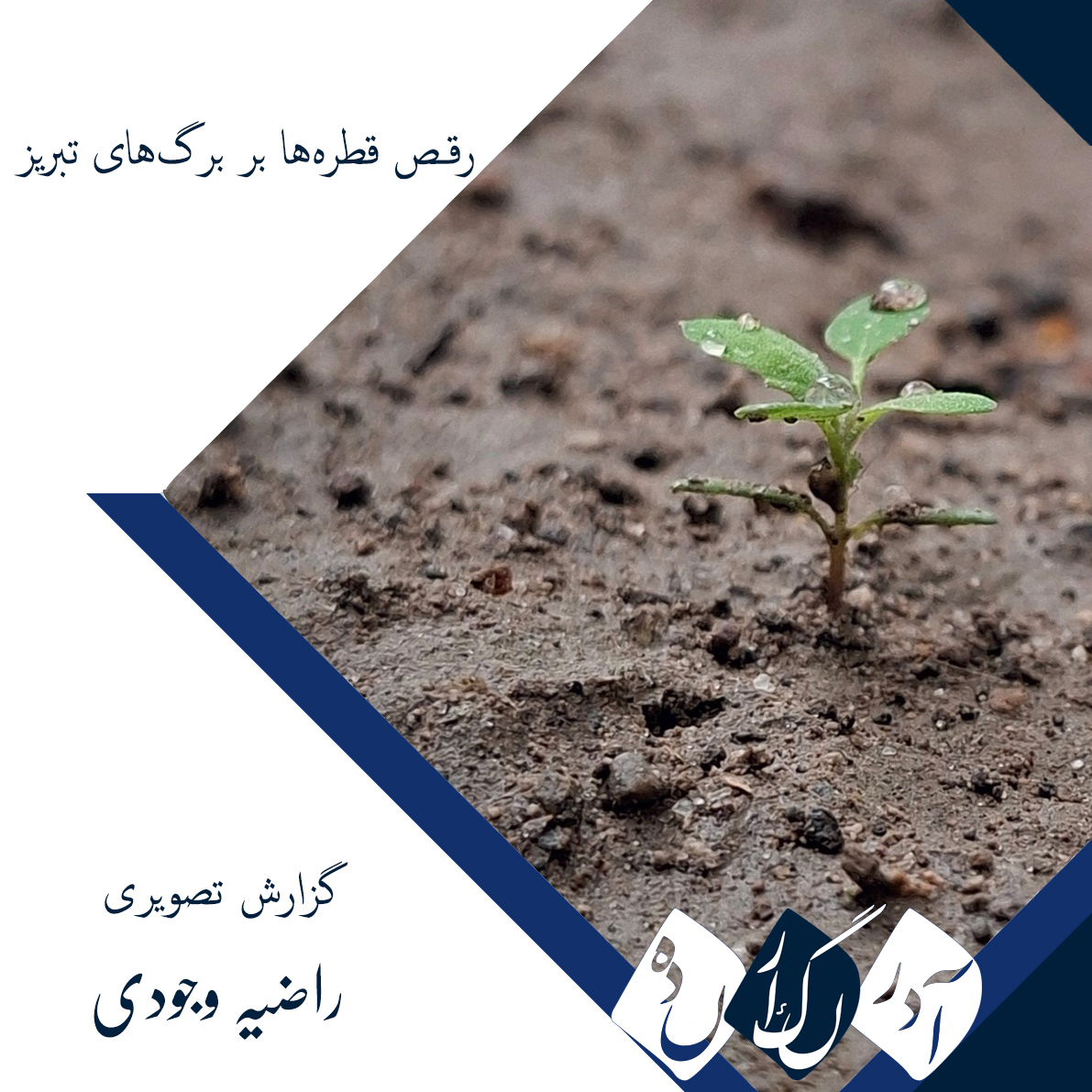 گزارش تصویری/رقص قطره‌ها بر برگ‌های تبریز