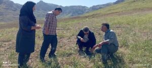 توسعه کشت سماق در هوراند شتاب می‌گیرد؛ جایگزینی نهال‌های کشت‌بافتی با پاجوش‌های سنتی