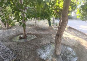 تداوم آبیاری شبانه‌روزی فضای سبز منطقه ۸ تبریز برای مقابله با گرمای تابستان