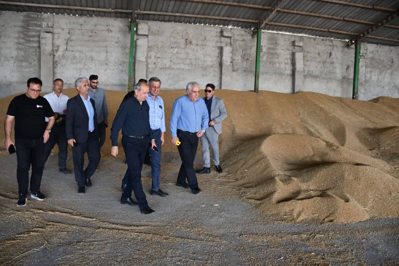 آغاز خرید تضمینی گندم و کلزا در آذربایجان شرقی از خداآفرین آغاز خرید تضمینی گندم و کلزا در آذربایجان شرقی از خداآفرین