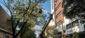 اجرای گسترده هرس اصولی درختان در منطقه یک تبریز با هدف ارتقای سلامت فضای سبز