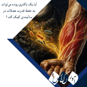 یک باکتری روده شاید به حفظ قدرت عضلات در سالمندی کمک کند