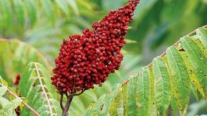 تبریز میزبان طعم ارسباران؛ نخستین جشنواره استانی زغال‌اخته و سماق در عمارت کلاه‌فرنگی