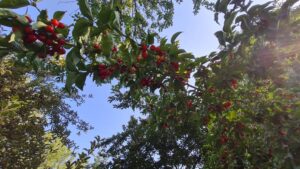 سهم ۲۵ درصدی آذربایجان شرقی از تولید زغال‌اخته کشور؛ ارسباران قطب تولید این محصول است